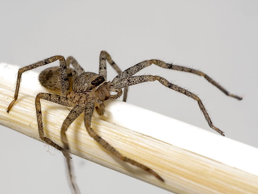 Close-up of a brown recluse spider