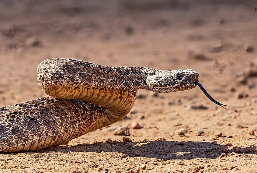 A Western rattlesnake flicking out its forked tongue to feel the air.