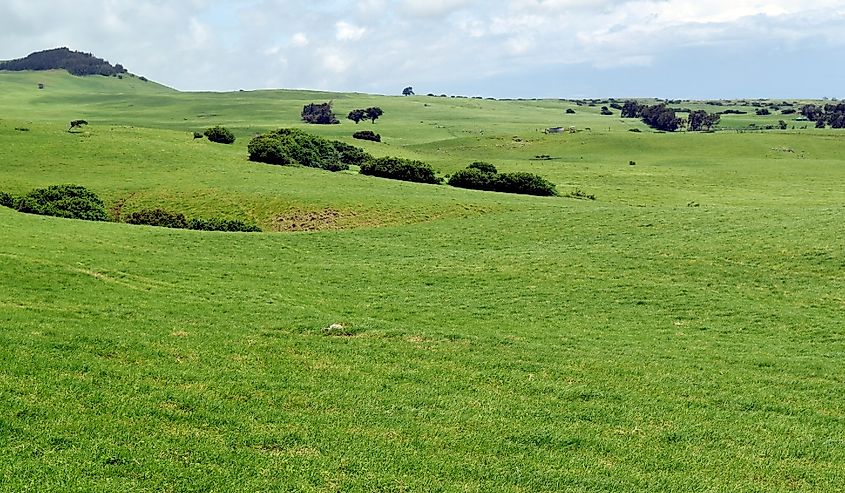 Looking out over Waimea's green pastures, Big Island, Hawaii.