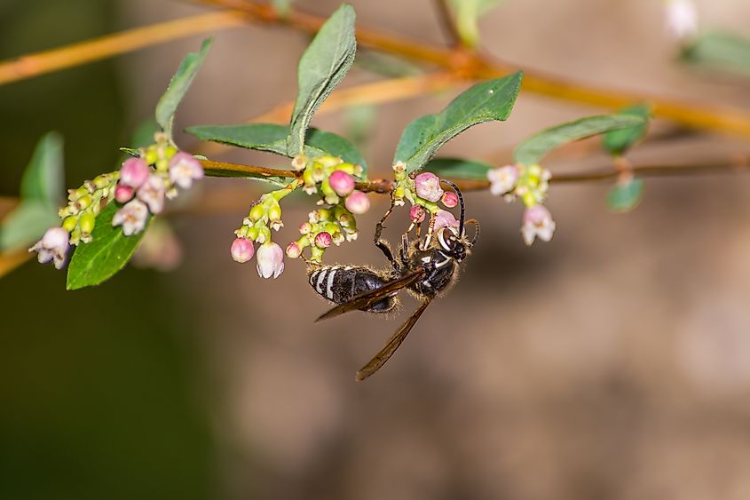 Bald-faced hornet