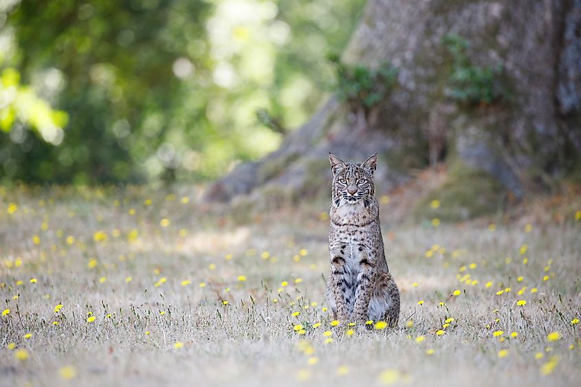 Bobcat - Lynx rufus
