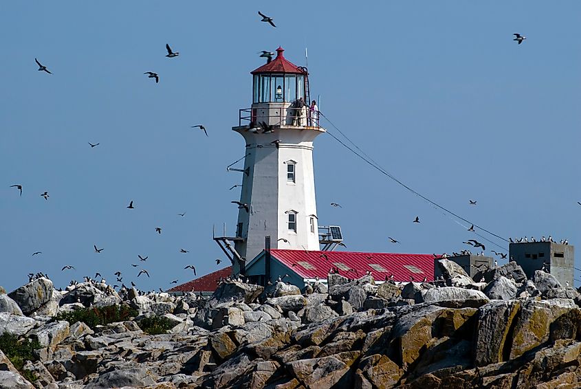 Atlantic puffins fly around old Machias Seal Island lighthouse located off the northern Maine Coast.