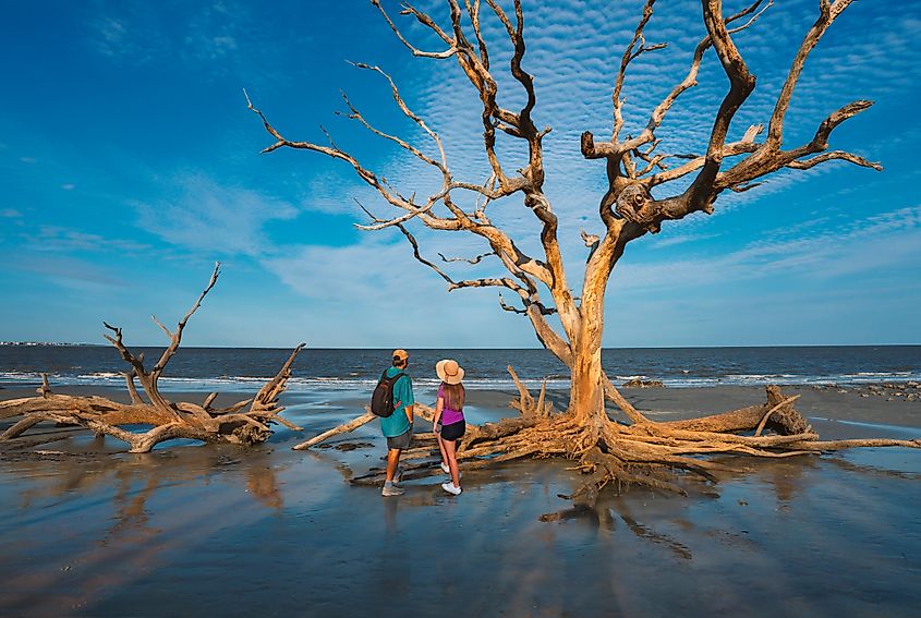 Driftwood Beach on Jekyll Island, Georgia.
