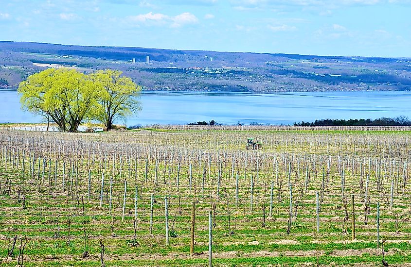 Atwater Estate Vineyards near Hector, New York