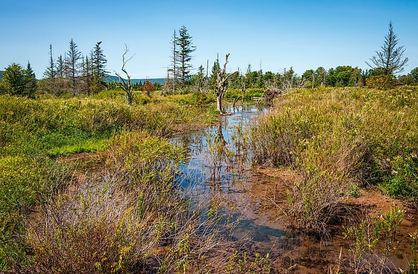 Wilderness in the Canaan Valley National Wildlife Refuge in West Virginia.