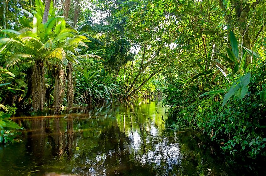 View of the Amazon Jungle Yasuni, Ecuador