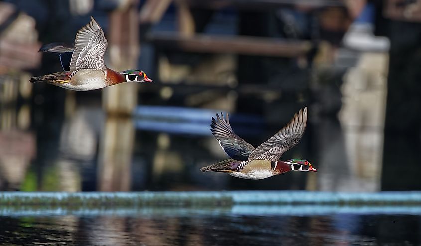 Two male wood ducks flying over flying over the Rainbow river in Dunnellon, Florida 