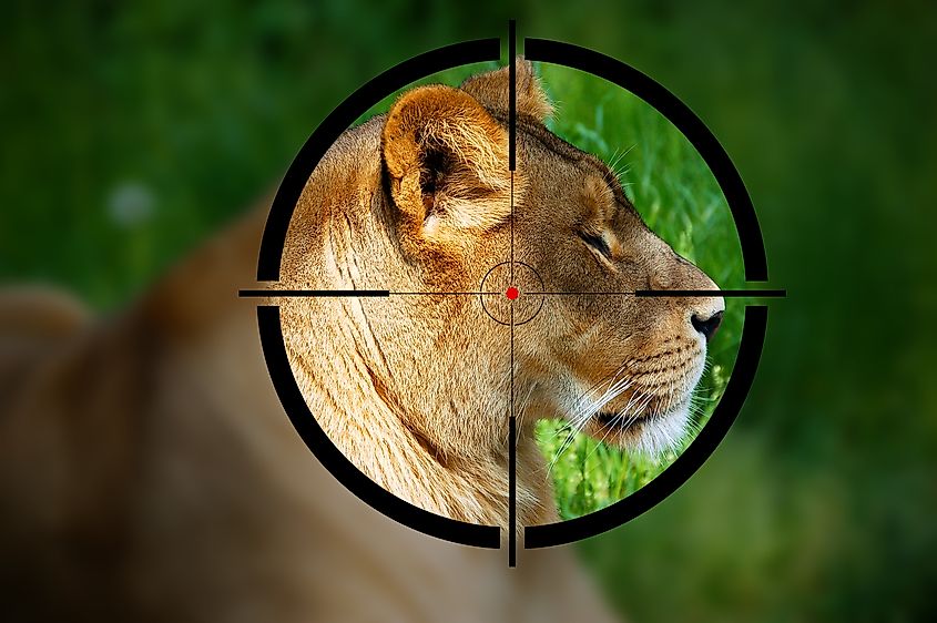 Indiscriminate hunting and poaching threatens the lions.