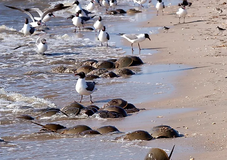Shorebirds walks amidst Horseshoe crabs along the coast of Delaware Bay.