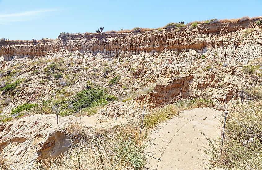 The Torrey Pines State Natural Preserve is home to the Torrey pine, one of the rarest pine trees in the world.