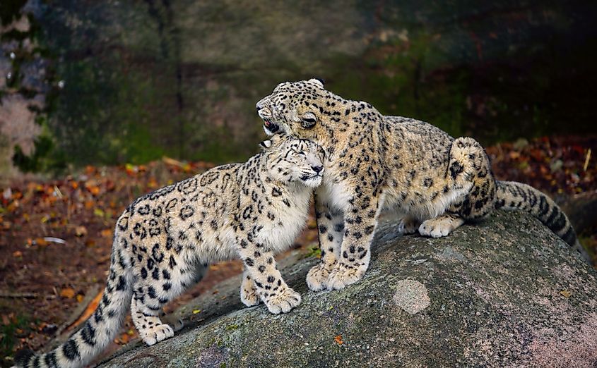 Two snow leopards gently nuzzling each other