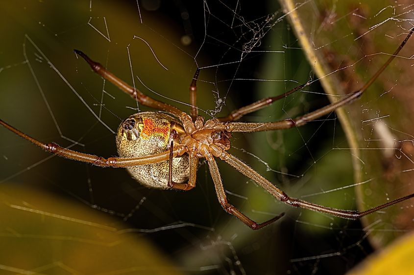 Female Adult Brown Widow Spider of the species Latrodectus geometricus