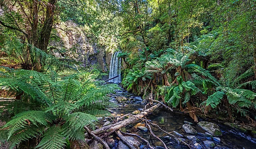 Waterfall in Maits Rest, Great Otway National Park, Australia