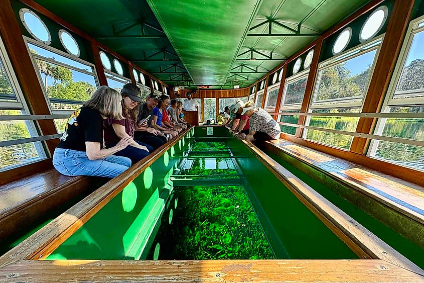 Silver Spring view from glass bottonm boat Image credit Bryan Dearsley