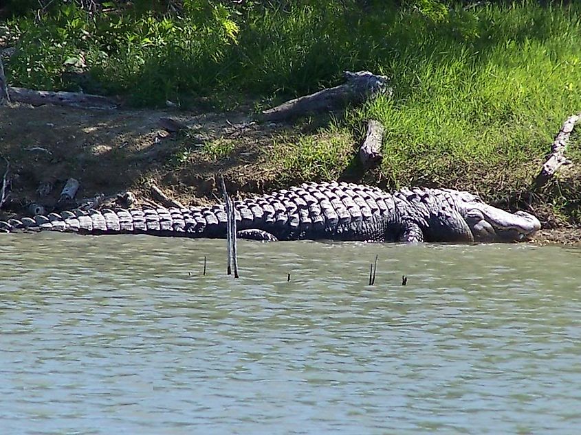 Alligator spotted near Choke Canyon State Park in Texas.