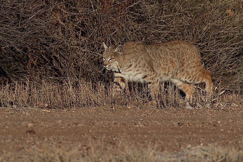 Bobcat (Lynx rufus) Bosque del Apache National Wildlife Refuge New Mexico