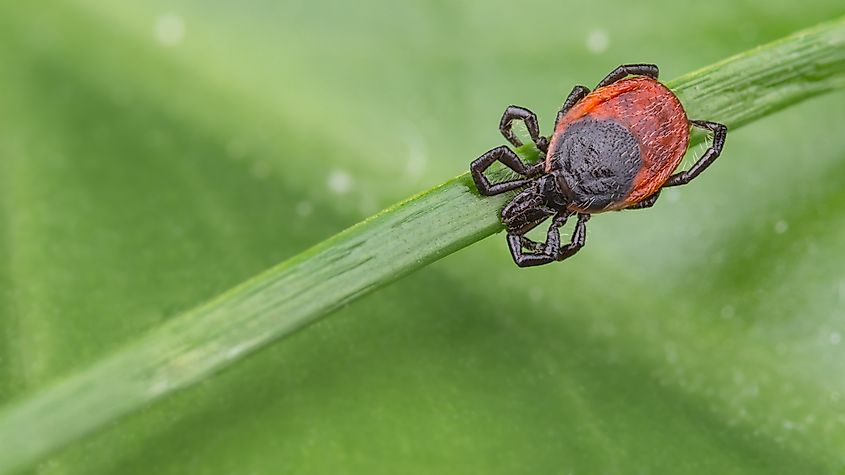 A blacklegged (deer) tick on a grass stalk.