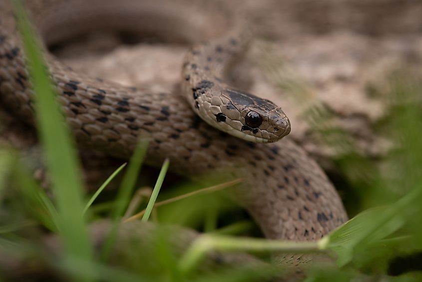 DeKay’s brown snake (storeria dekayi)