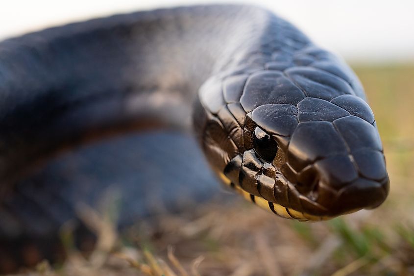 Close-up of a Texas Indigo Snake.