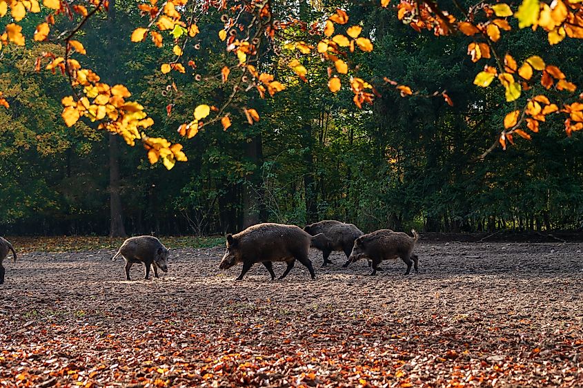 A pack of wild hogs moving through a wooded clearing.