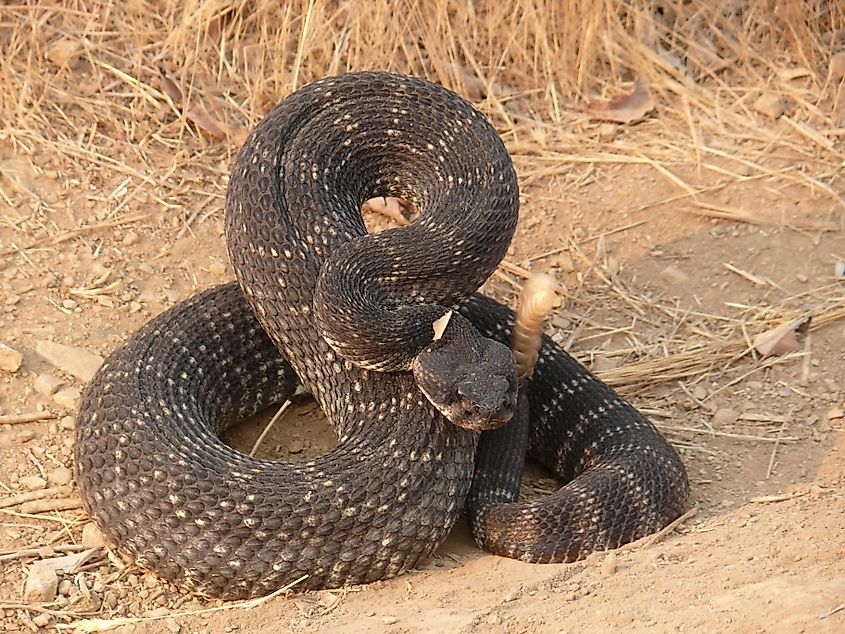 Southern Pacific rattlesnake