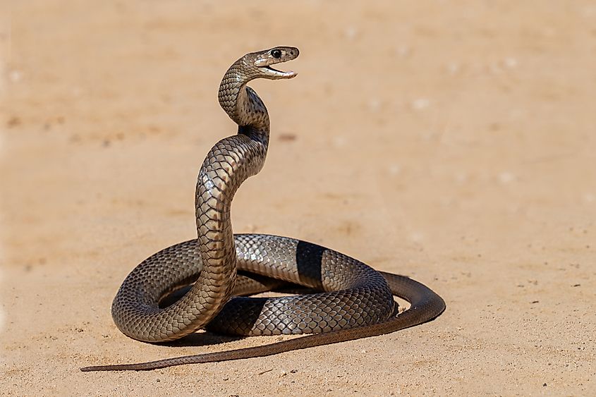 Highly venomous Australian Eastern Brown Snake being defensive