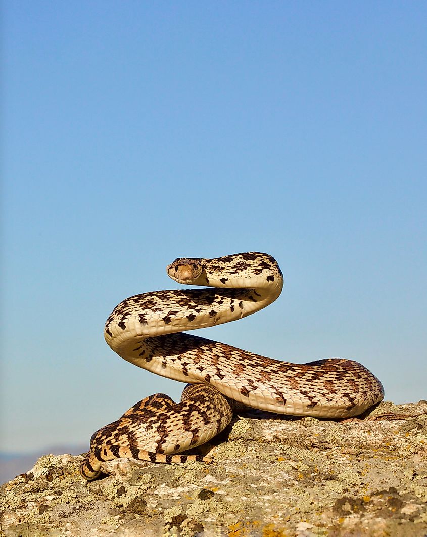 Bull snake coiled in a defensive posture.