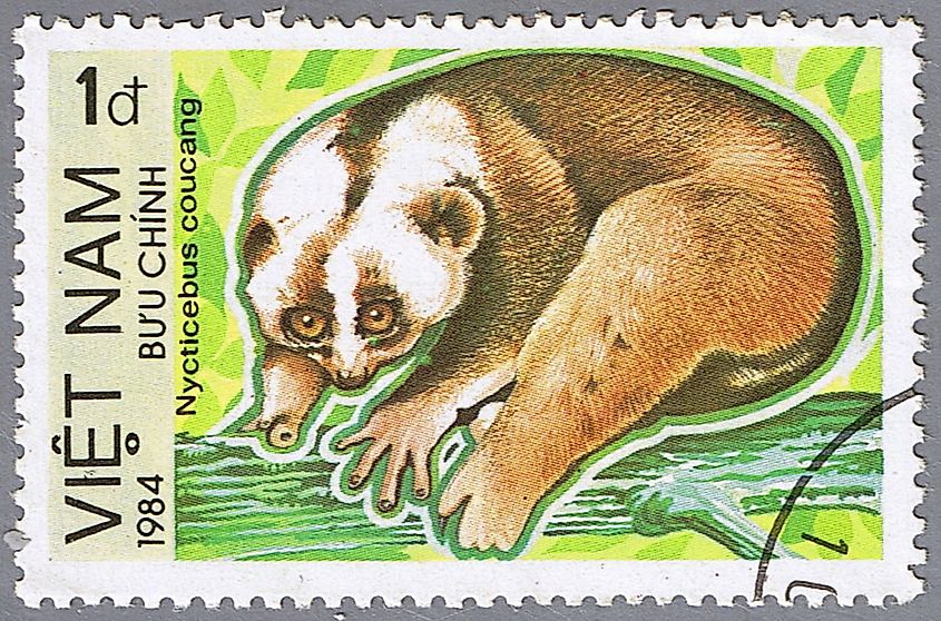 A stamp printed in Vietnam shows Nycticebus coucang or Sunda slow loris, an endangered species