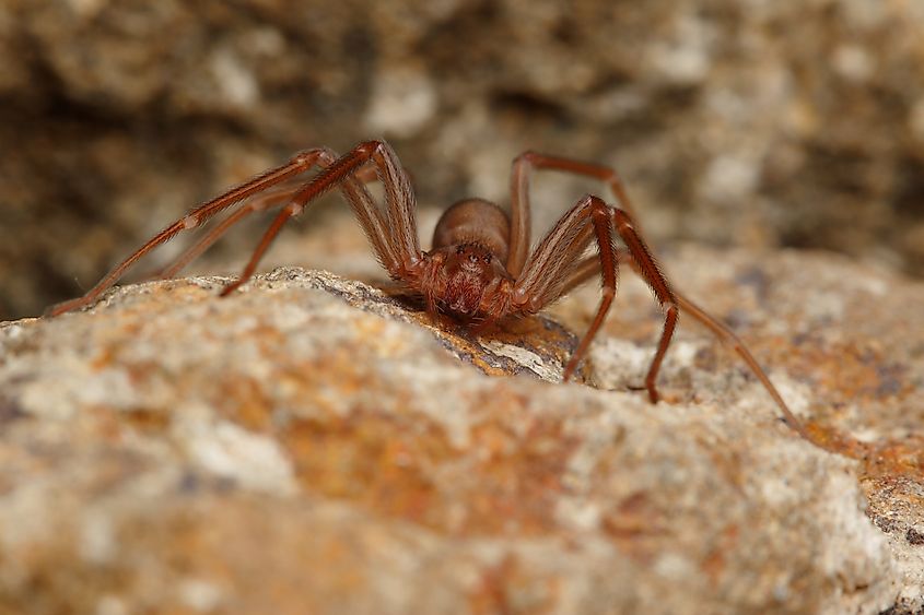 Mediterranean recluse spider.