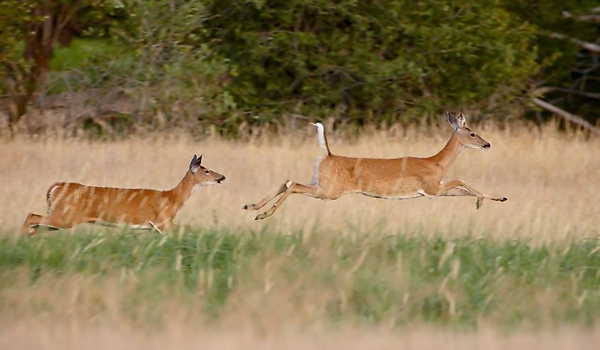 Two whitetail deer (odocoileus virginianus) doe running, stillwater county, montana, united states of america, north america