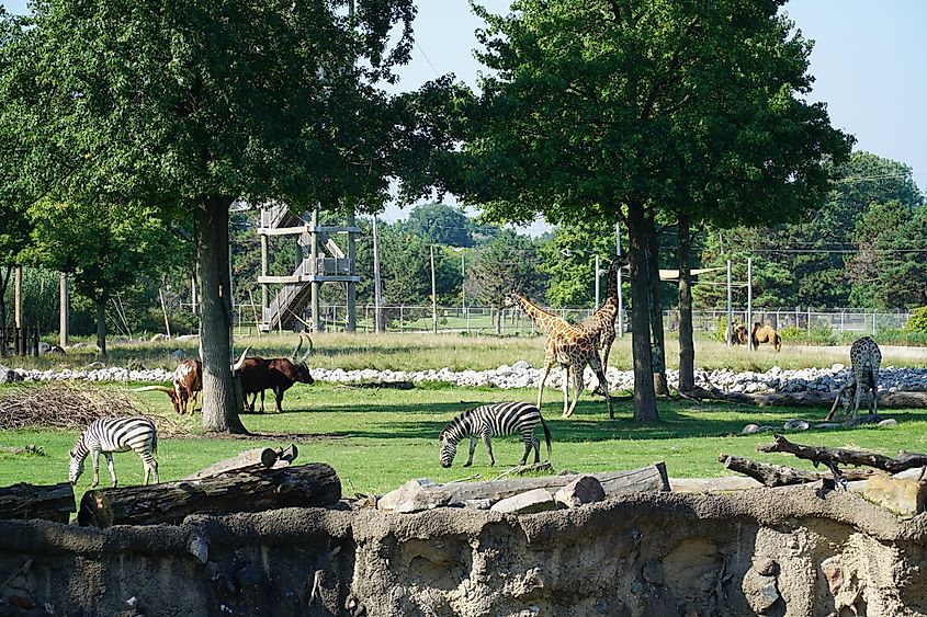 Beautiful animals in the Toledo Zoo