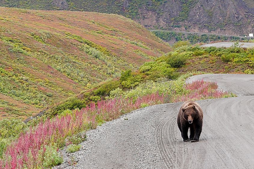 A brown bear walking on a road in the Denali National Park and Preserve.