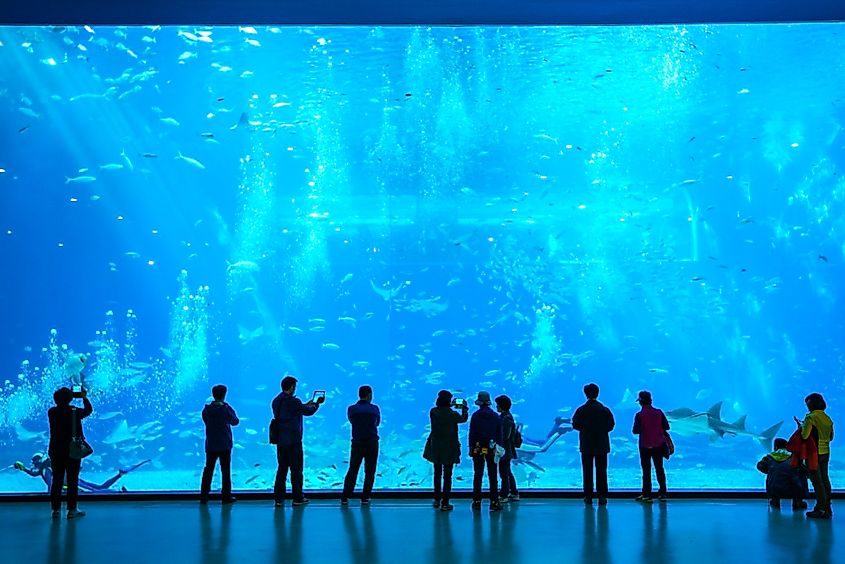 A large indoor aquarium at Aqua Planet. Image Credit Jeju Tourism Organization via Facebook.