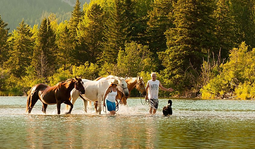 Horses cooling off in a lake at Crowsnest Pass, Albert