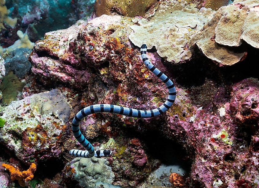 Yellow-lipped Sea Krait