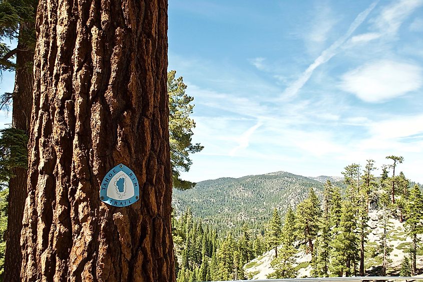 Stateline, Nevada: Tahoe Rim Trail marker on a tree near the Kingsbury South trailhead and Heavenly Ski Resort.