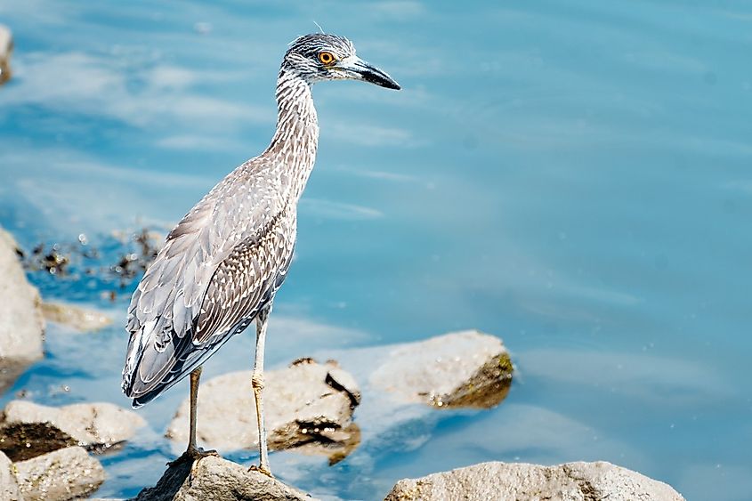 Yellow-crowned night heron perched on a rock in Burton Island Nature Preserve in Delaware