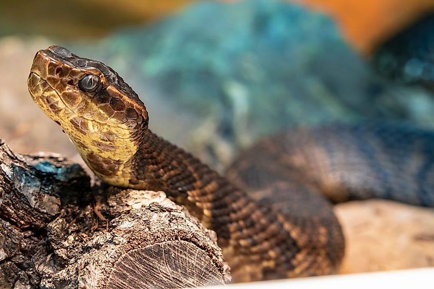 Northern cottonmouth slithering on wood.