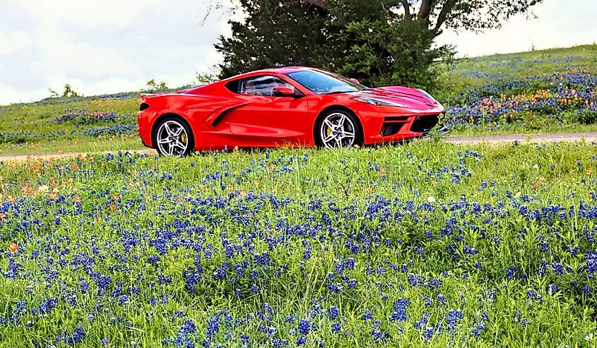 Texas Bluebonnet trail in Ennis, Texas.