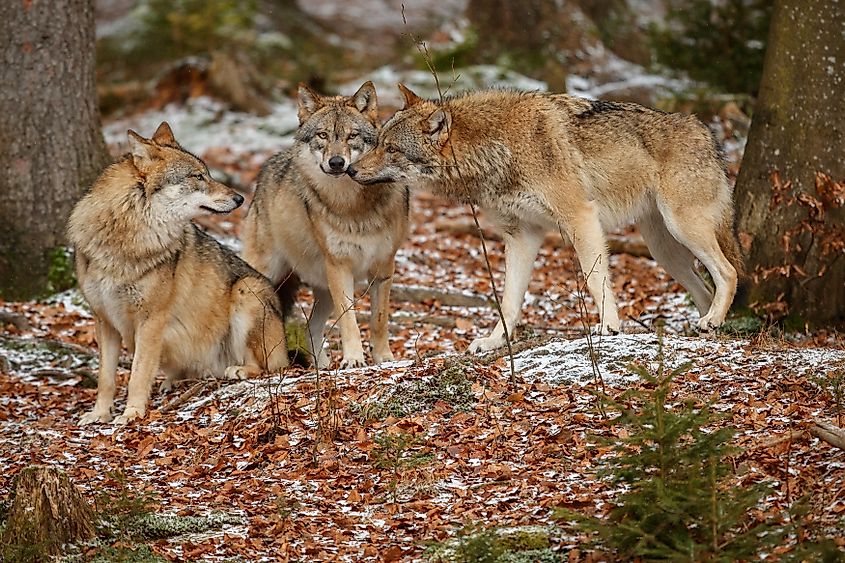 Eurasian wolfpack in a national park in eastern Germany.