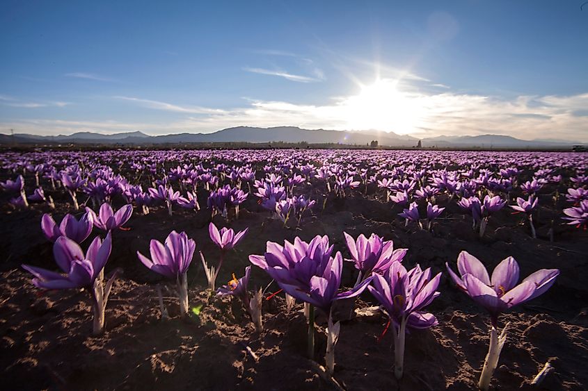 A horizon of saffron flowers in farm