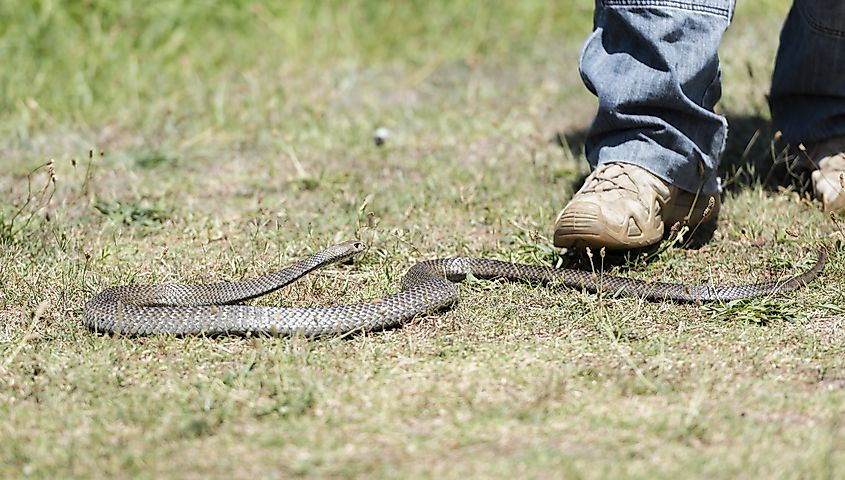 Watch your step, Eastern brown snake, Australia