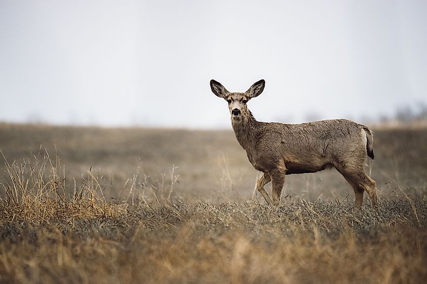 A mule deer in a field.