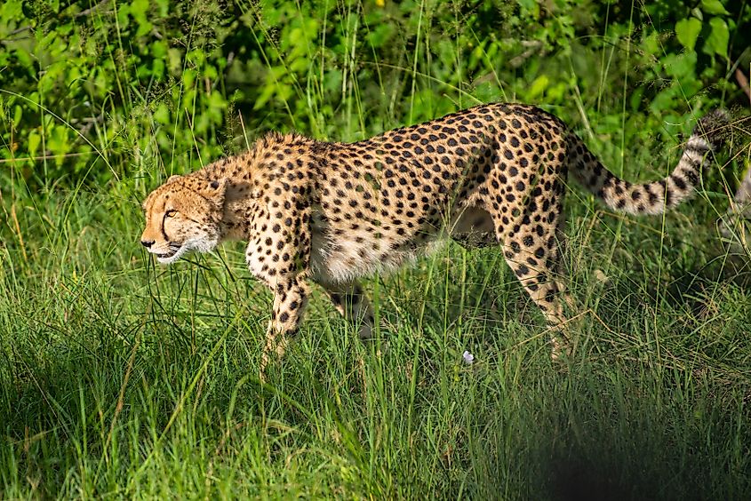 A slender cheetah prowling amidst tall green grass.