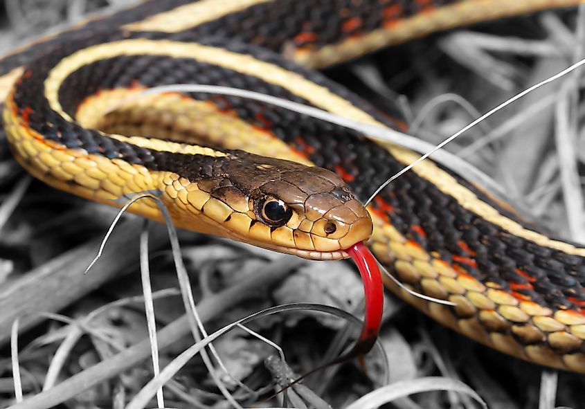 San Francisco Garter Snake