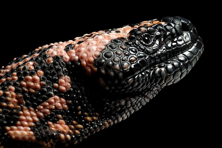 Close-up of the head of a Gila monster.