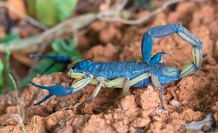 A bark scorpion.