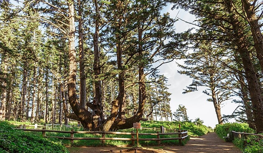 Massive oddly-shaped Octopus Tree (also known as the Council Tree, the Monstrosity Tree, and the Candelabra Tree), Cape Meares State Scenic Viewpoint, Oregon.