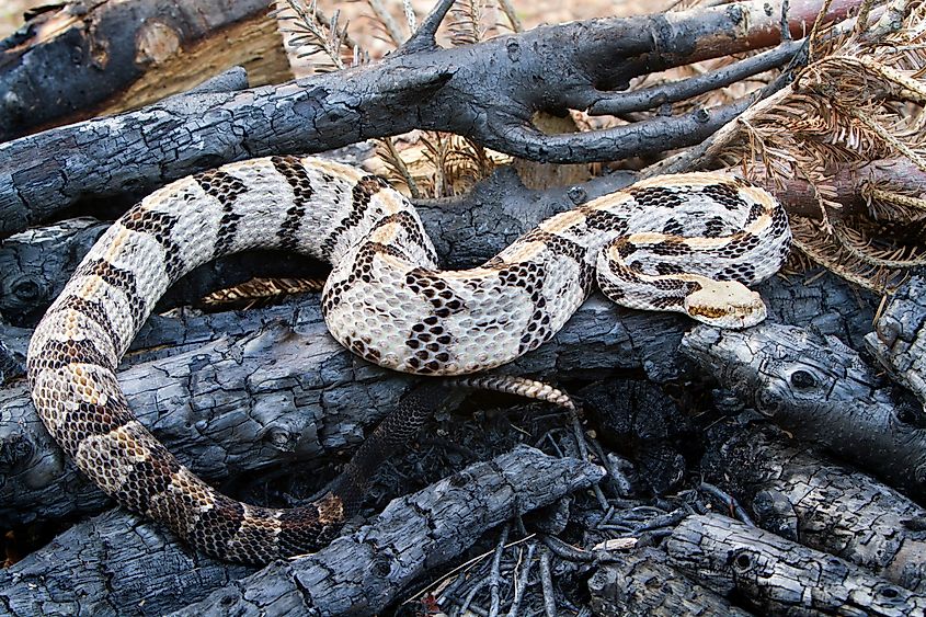 Timber rattlesnake (Crotalus horridus) in a fire pit.