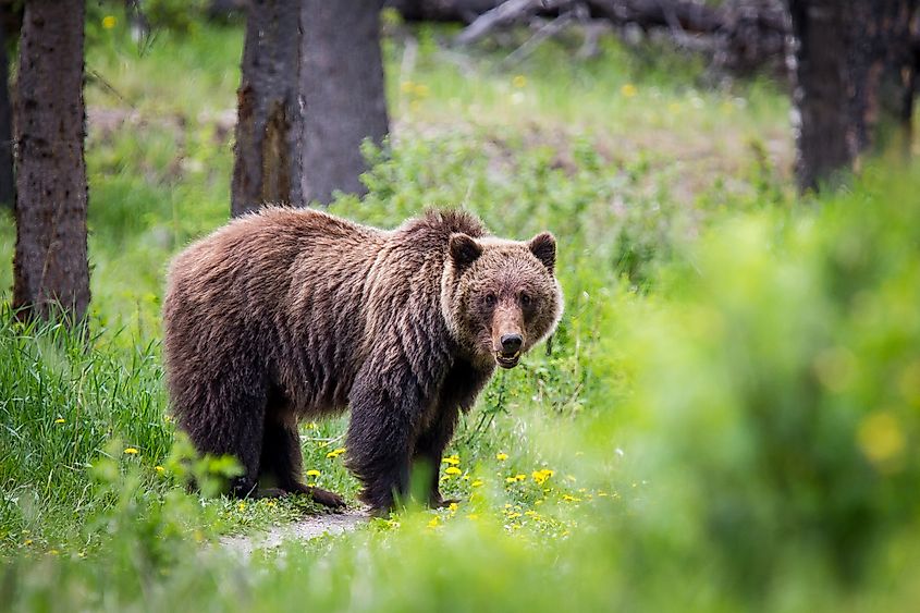 A grizzly bear staring at the camera in forests.